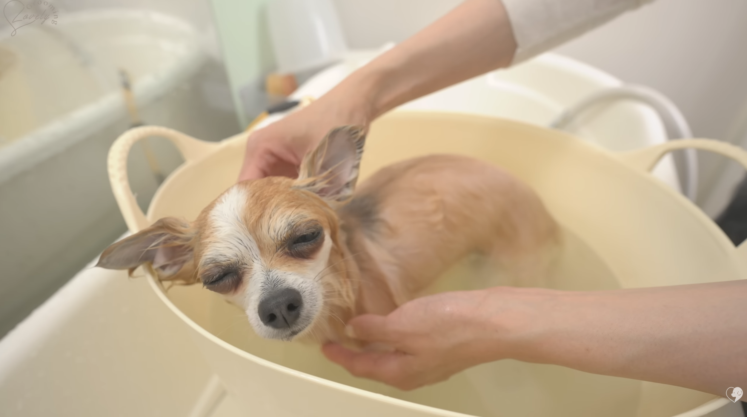 grooming Cosmo