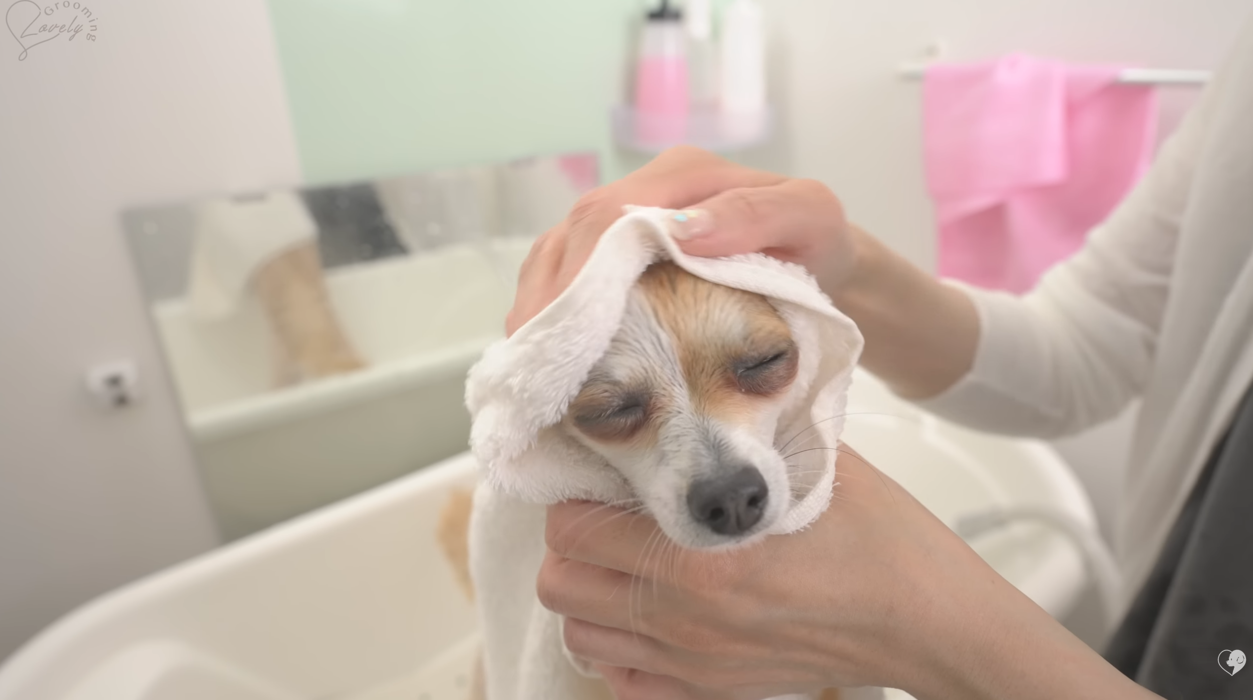 grooming Cosmo