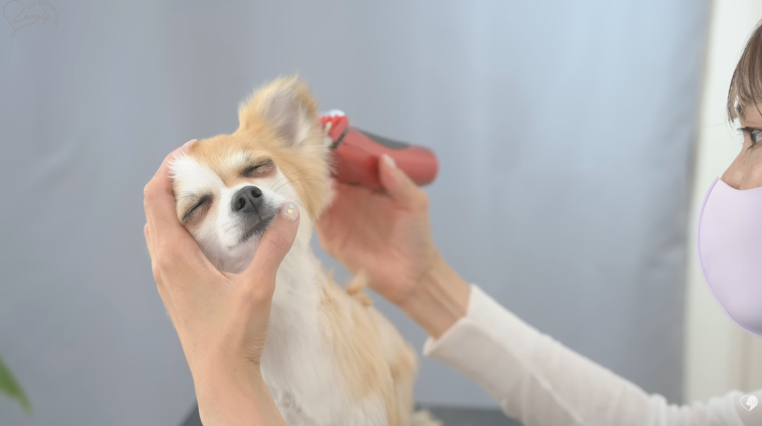 grooming Cosmo