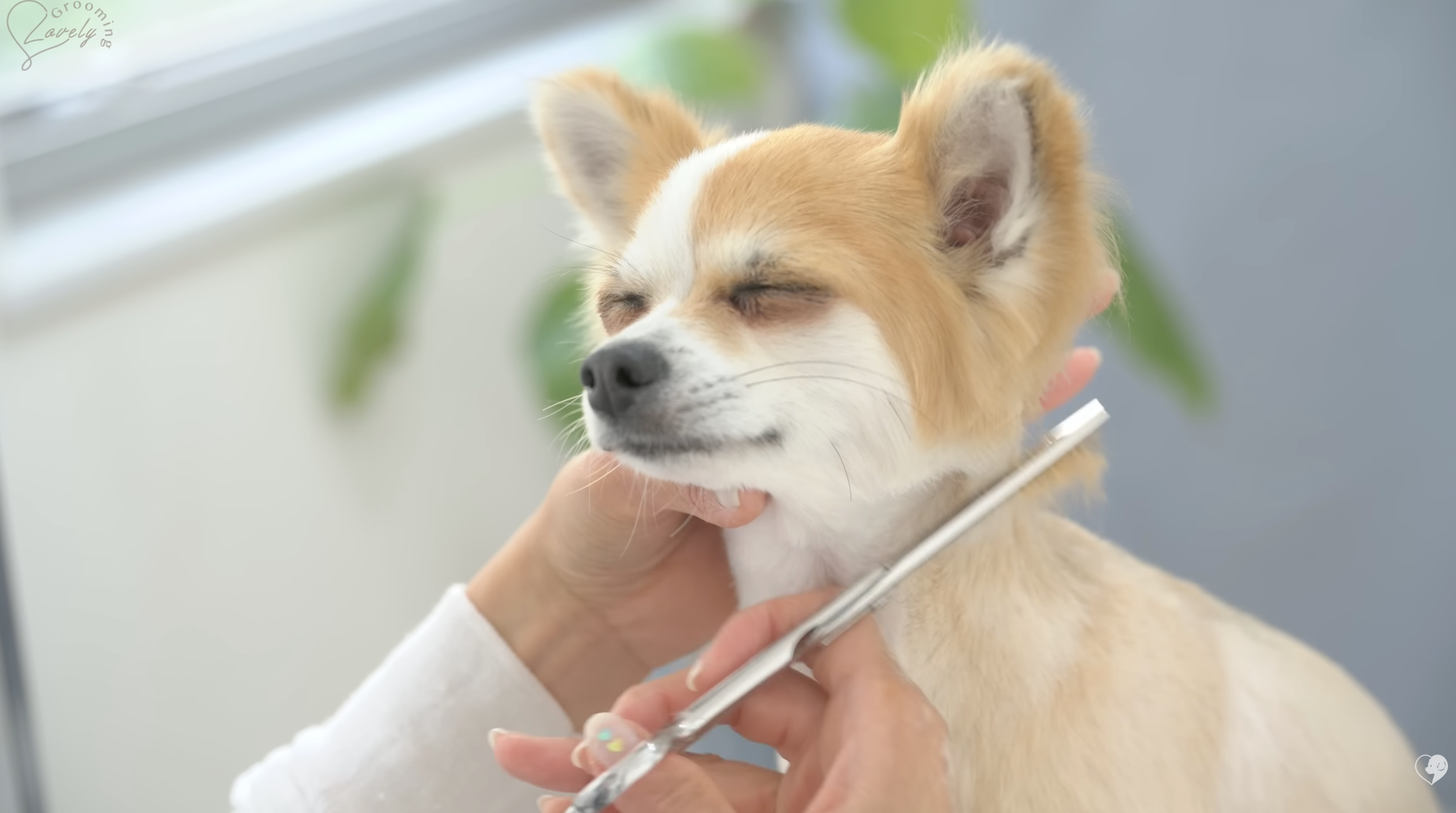 grooming Cosmo